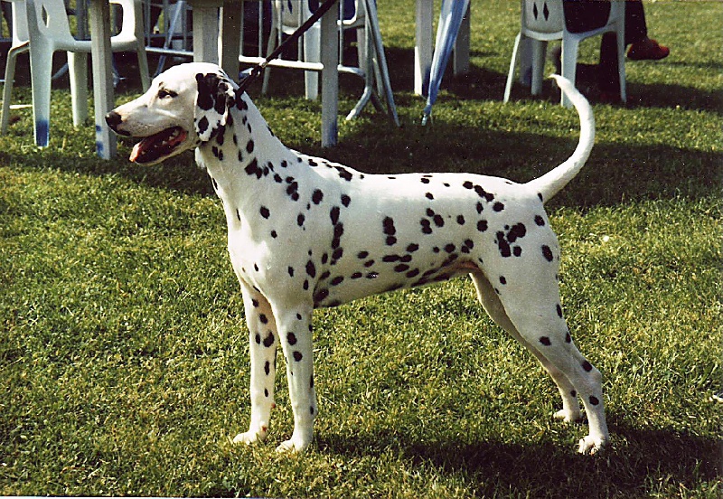 Michka des fées de la chesnaye