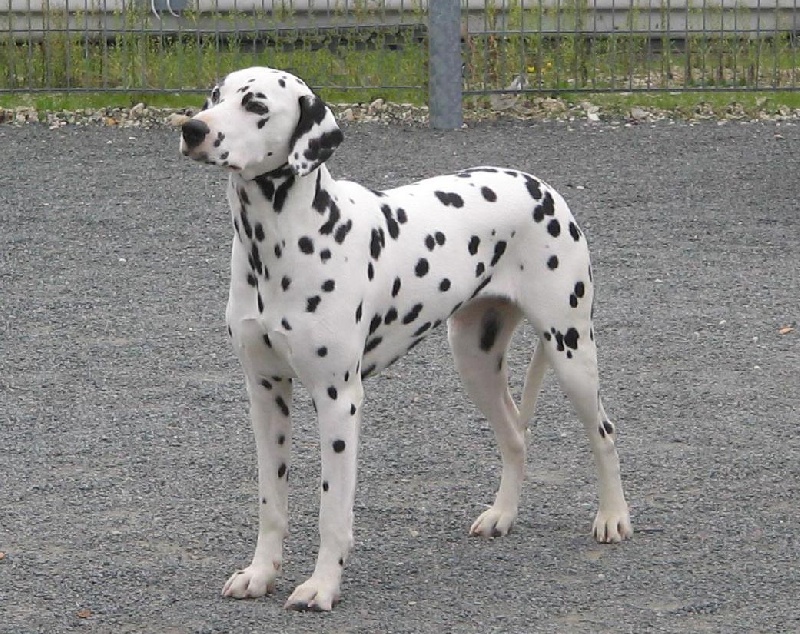 CH. Viatka des fées de la chesnaye